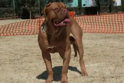 Dogo de Burdeos
