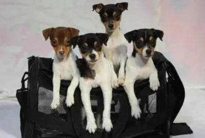 Fox Terrier de pelo liso