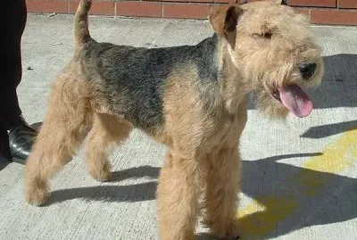 Fox Terrier de pelo duro