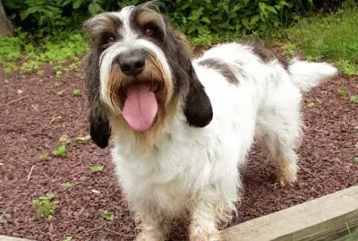 Gran Basset Grifon Vendeado