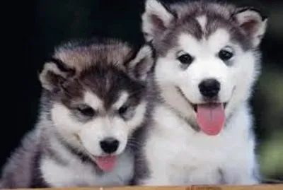 Husky Siberiano