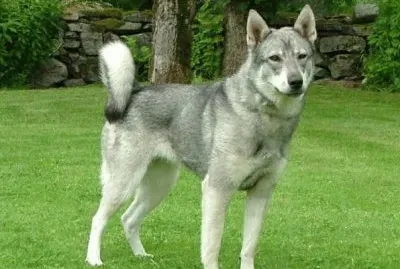 Jamfhund