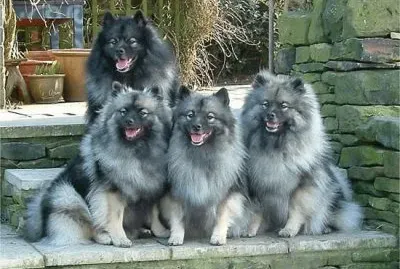 Keeshond