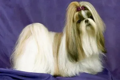 Lhasa Apso