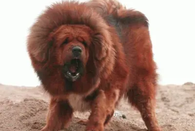 Mastin Tibetano