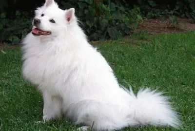 Esquimal Americano