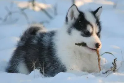 Esquimal Canadiense