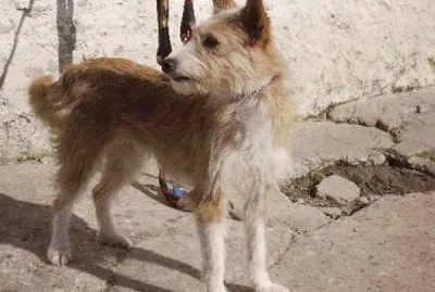 Podenco Portugues
