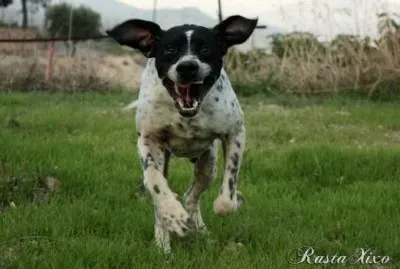 Pointer Ingles