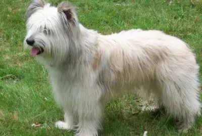 Pastor de los Pirineos