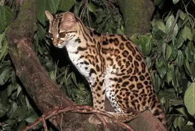 Serengeti