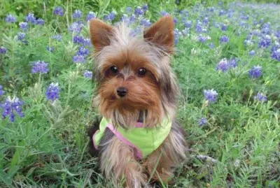 Yorkshire Terrier