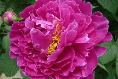 Peonie