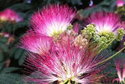 mimosa sensitive