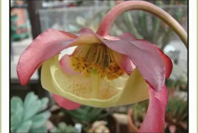 fleurs etranges jigsaw puzzle