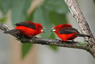 casal de cardeais