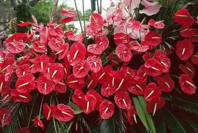 anturios jigsaw puzzle