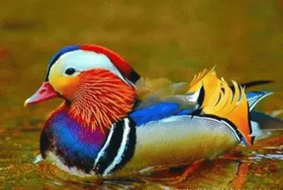pato colorido
