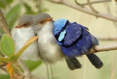 familia de pÃ¡ssaros