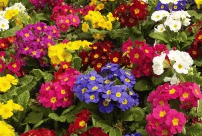 Primaveras jigsaw puzzle