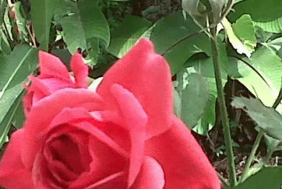 Rosas colombianas jigsaw puzzle