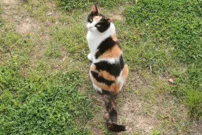 Calico Cat