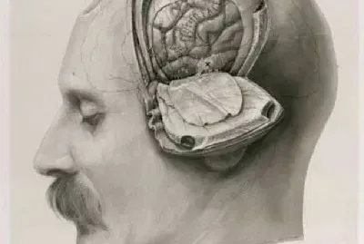 cerebro jigsaw puzzle