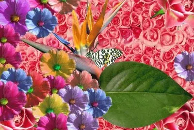Flowers and Butterfly