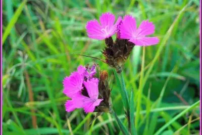 fleurs des champs