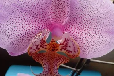 Orquidea jigsaw puzzle