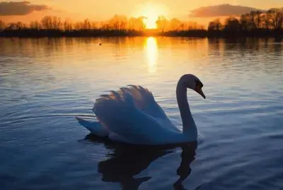 cisne en el lago