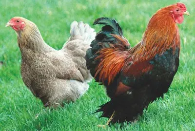 poule et coq