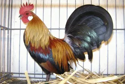 coq
