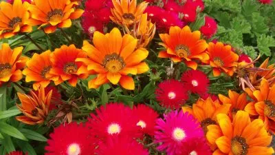 Flores Vivas jigsaw puzzle