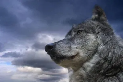lobo