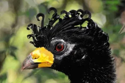 penacho