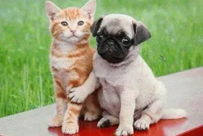 - gato-cachorro