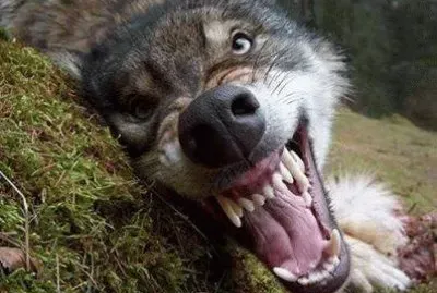 cÃ£o