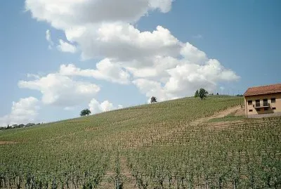 Vigna ad Agliano Terme