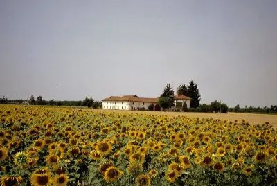 Girasoli a Bosco Marengo
