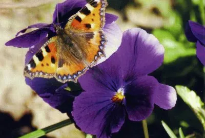 Papallona jigsaw puzzle