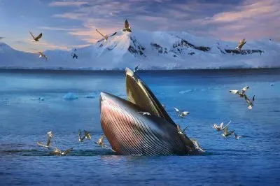 ballena jigsaw puzzle