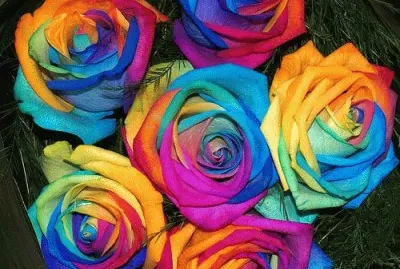 Rainbow Roses jigsaw puzzle