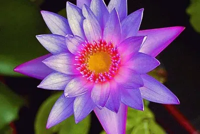 Water Lily jigsaw puzzle