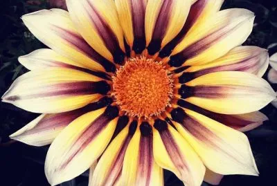 Nice Flower jigsaw puzzle