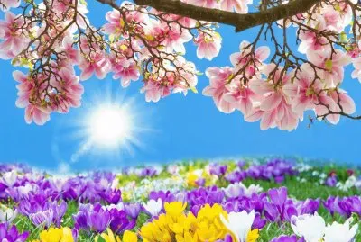 Beautiful Spring Morning