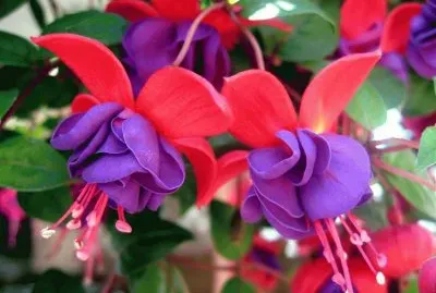 Beautiful Fuschia