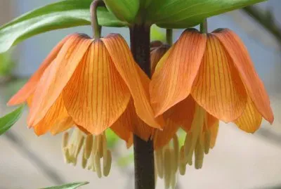 fritillaire jigsaw puzzle