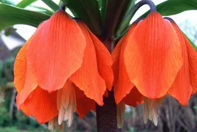 fritillaire jigsaw puzzle