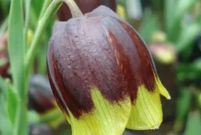 fritillaire pour A jigsaw puzzle